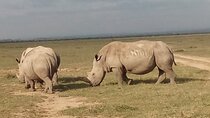 5 Days Safari to Samburu N/R Ol Pejeta Conservancy Hells Gate N/P, Lake Naivasha