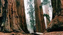 Magical Muir Woods Car Tour (Private & All-Inclusive)