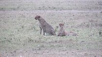 5 Days Safari to Maasai Mara N/R- Mid range.