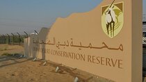 Morning desert safari with transport from Dubai