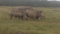 6 Days Safari to Lake Bogoria N/R, Lake Nakuru N/P, Maasai Mara N/R.