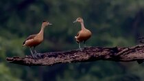 Birdwatching Walk in Ritigala from Habarana