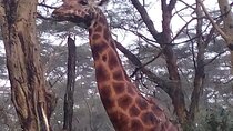 6 Days Safari to Lake Nakuru NP, Maasai Mara NR - Luxury.