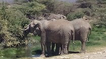 7 Days Safari Maasai Mara NR, Lake Nakuru NP Samburu NR -Luxury 