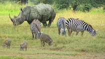 8 Days Safari to Lake Nakuru NP Maasai Mara NR Serengeti NP Ngorongoro- Midrange