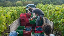 PRIVATE Half-Day Tour: Chianti Classico Wine Experience.
