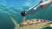EXPERIENCE SWIMMING with the TURTLES and Discover the amazing Tulum Ruins tours.