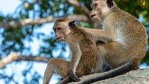 Yala National Park Safari from Galle 