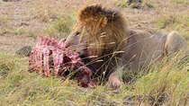 8 Days Safari to Maasai Mara , Serengeti, Ngorongoro, Tarangire-Mid range