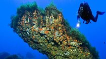 "Professional diving course" for 4 days of amazing sea life