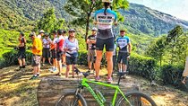 Tea Fields by Bicycle from Kandy