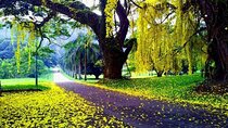 Visit unique sites in Kandy private day tour; Solo; Small Group
