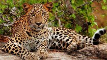 Yala National Park Safari from Hikkaduwa