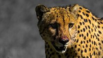 4 Day Addo to Karoo Safari