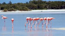 Private Rio Lagartos Flamingo and pink lakes