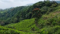 Treking / Bird Watching / Excursion at Sinharaja Rain Forest