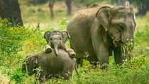 Yala National Park Safari from Tangalle