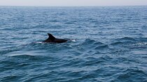 Dolphin and Whale Watching in Lagos