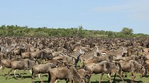 5-Days Masai Mara & Lake Nakuru Lodge Safari 