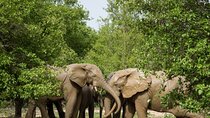 5Days Ghana Safari Tour
