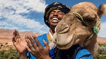 Marrakech Experience: PalmGrove Camel Ride Excursion