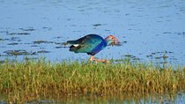 One Day Safari Tour to Bundala National Park from Colombo