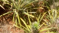 1 Day Trip to Coffee and Pineapple Farms Around Nairobi.