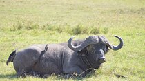 5 Days Trekking to Mt. kenya, Sirimon-Chogoria Route.