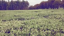 3 Days Safari to Kiambethu Coffee Farm and Kericho Tea Plantations.