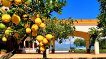 Selinunte and Olive Oil Experience starts from Palermo