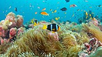 Snorkeling at Blue Lagoon, Star fish and The Rock Restaurant