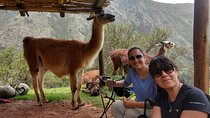 Family trek with llamas (Full Day)