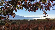 Pompeii, food and Wine