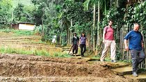 Kandy Village Walk with a Local 