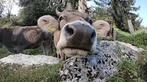 Lucerne Farms Tour and Cheese Tasting - Private Tour