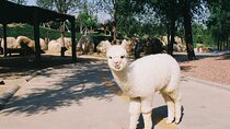 Private Transfer to Beijing Wildlife Park with Self-driving Ride Inside