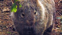 Walking with Wild Wombats Private Day Trip from Sydney