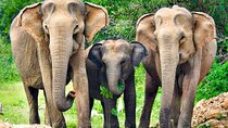 Yala National Park Safari from Beruwala