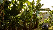 Full Day Tour of Cocora Valley, Salento, and Coffee Farm Tour (from Pereira)