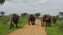 8 Days Safari to Mikumi NP, Ruaha NP and Nyerere NP + Isimila Stone Age Site
