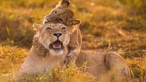Half Day Nairobi National Park