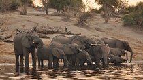 Chobe Day Trip
