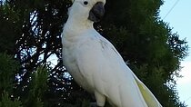 Sydney Parrots, a Unique Island and more