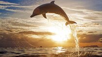 North Bali Sunrise Tour With Dolphins, Instagram Wanagiri & Waterfalls