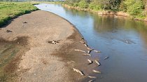 Jungle Crocodile & Carara National Park-Punta Arenas Highlights 