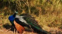 Bundala National Park Safari from Ahungalla