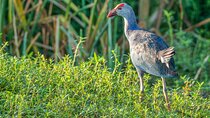Birdwatching in Bundala National Park from Tissamaharama
