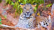 Yala National Park Safari from Ahungalla