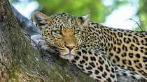 Yala National Park Safari from Ahangama