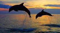 DOLPHIN WATCHING | Pula Boat
